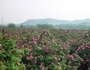 平阴后天天气